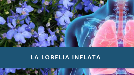 Las Propiedades curativas de la Lobelia Inflata.